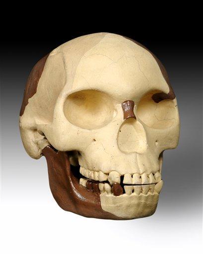 The hoax skull of Piltdown Man