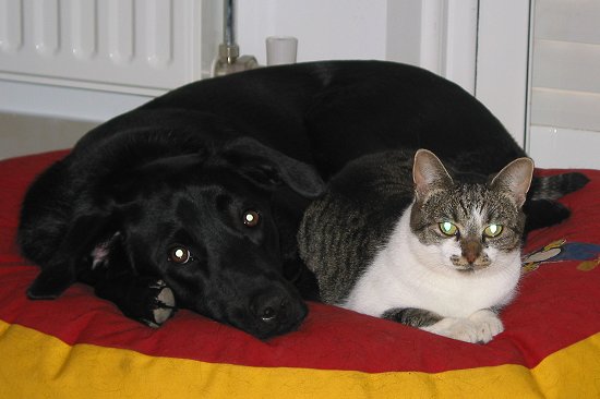 A dog & a cat sitting together.